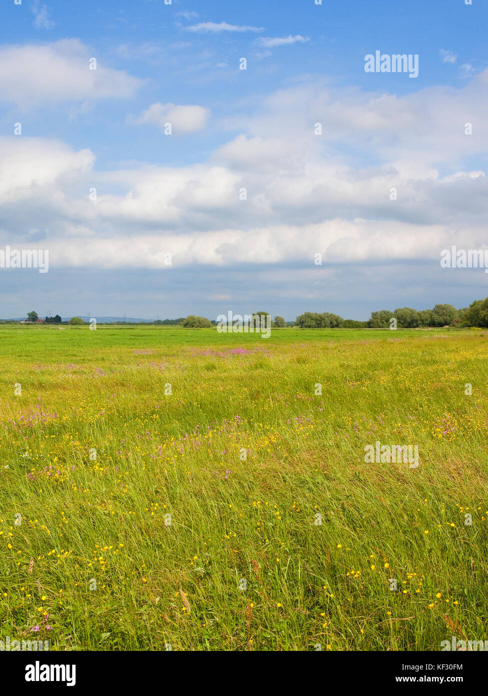 Un printemps coloré wildflower meadow with woodland sous un ciel nuageux bleu au yorkshire Banque D'Images