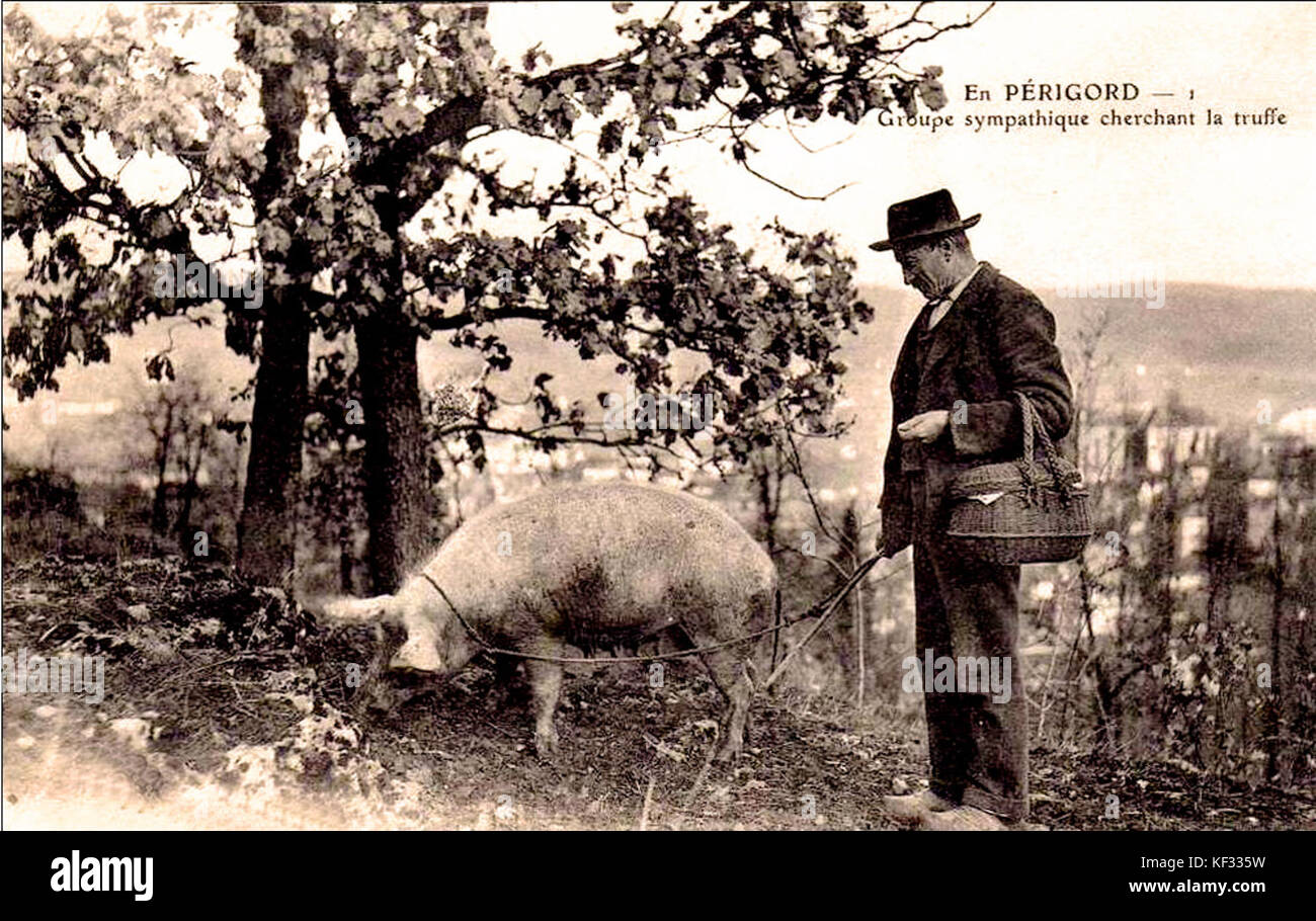 Cette image montre le processus de chasse à la truffe (cavage de la truffe) à Sarlat, en France, capturant une méthode traditionnelle de recherche des champignons prisés en utilisant des chiens dressés dans la région de Dordogne. Banque D'Images