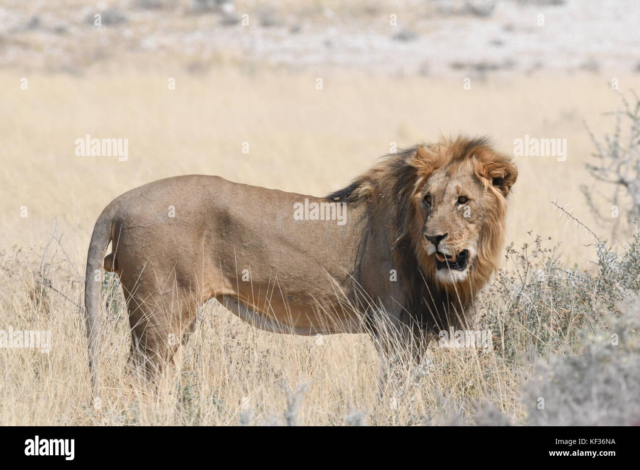 Les Lions et les zèbres dans le parc d'Etosha Banque D'Images