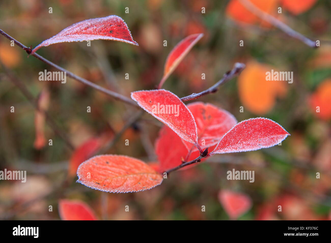 La direction générale de l'automne, l'enquête macro avec feuilles rouges couvertes de première gelée Banque D'Images
