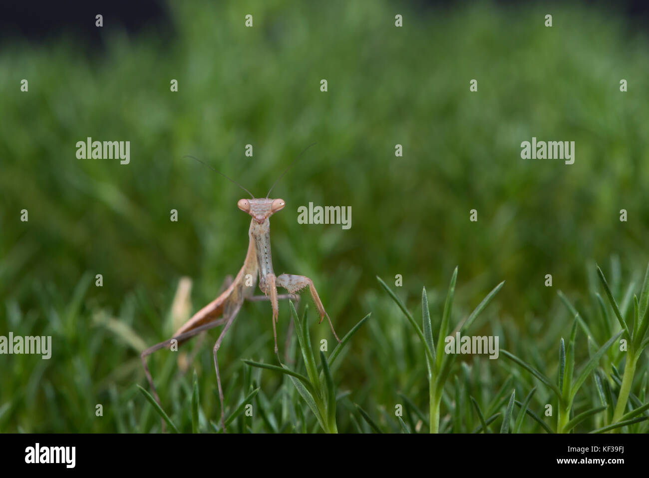 La mante religieuse, dans la ville animée de mousse verte, à la recherche directement à l'appareil photo Banque D'Images