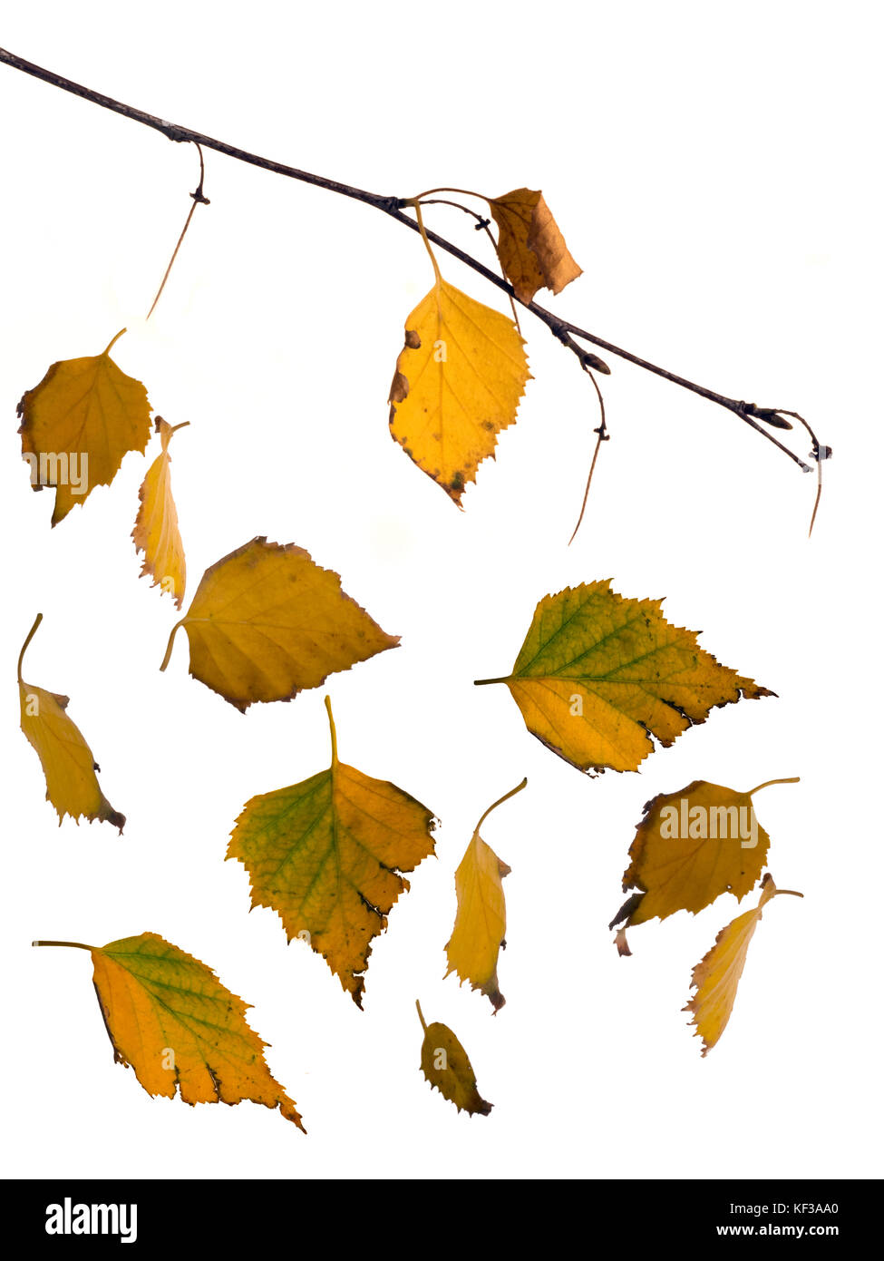 Studio de montage argent chute des feuilles de bouleaux Betula pendula Banque D'Images