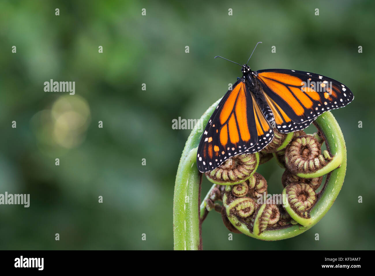 Papillon Monarque Danaus plexippus femme reposant sur une fronde de fougère (koru) avec ailes propagation sur un fond vert doux et naturels - Vue de dessus Banque D'Images