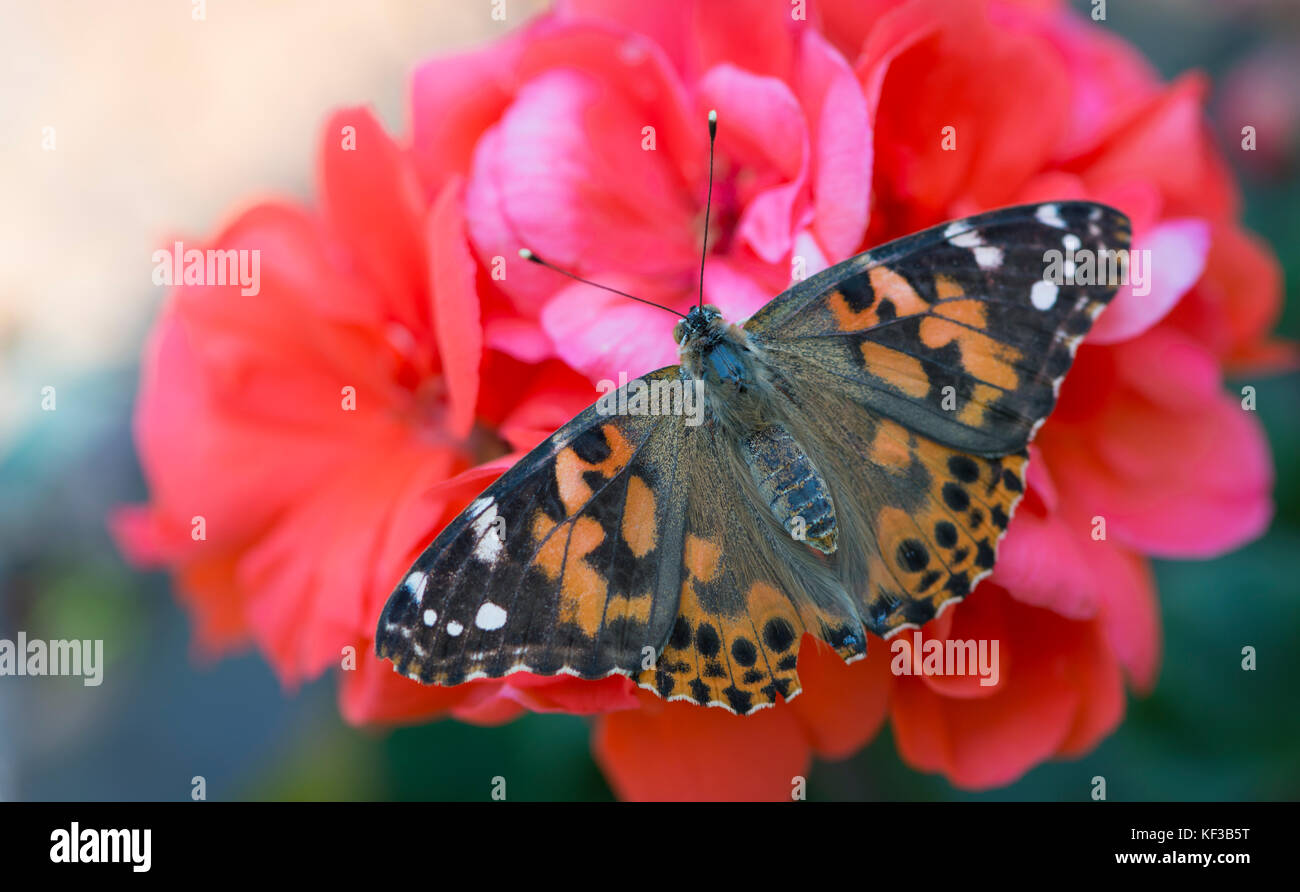 La Belle Dame Vanessa cardui papillon aux ailes propagation sur fleur de géranium rouge - Vue de dessus Banque D'Images