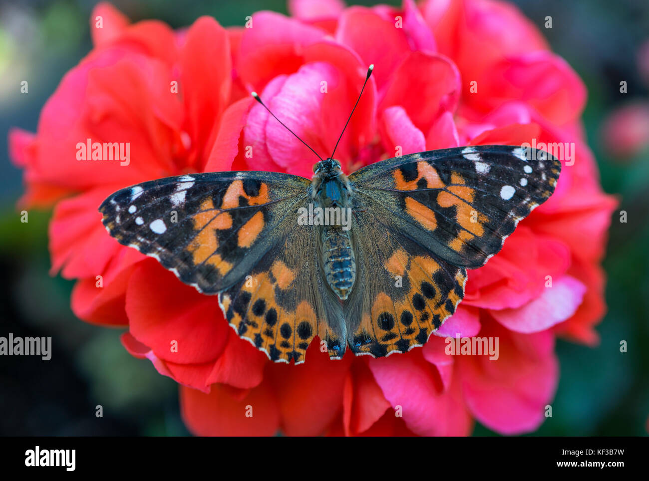 La Belle Dame Vanessa cardui papillon aux ailes propagation sur fleur de géranium rouge - Vue de dessus Banque D'Images