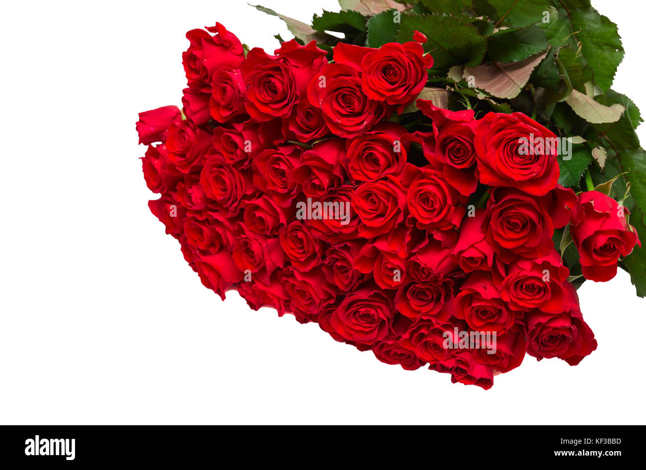 Gros bouquet de 50 roses rouges sur fond blanc Photo Stock - Alamy