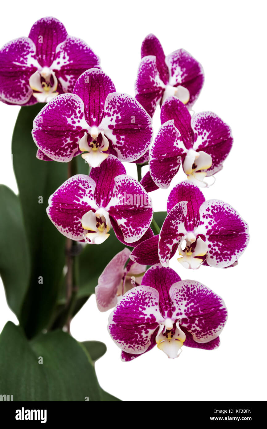 Blanc et violet orchidée phalaenopsis tacheté sur fond blanc Photo Stock -  Alamy
