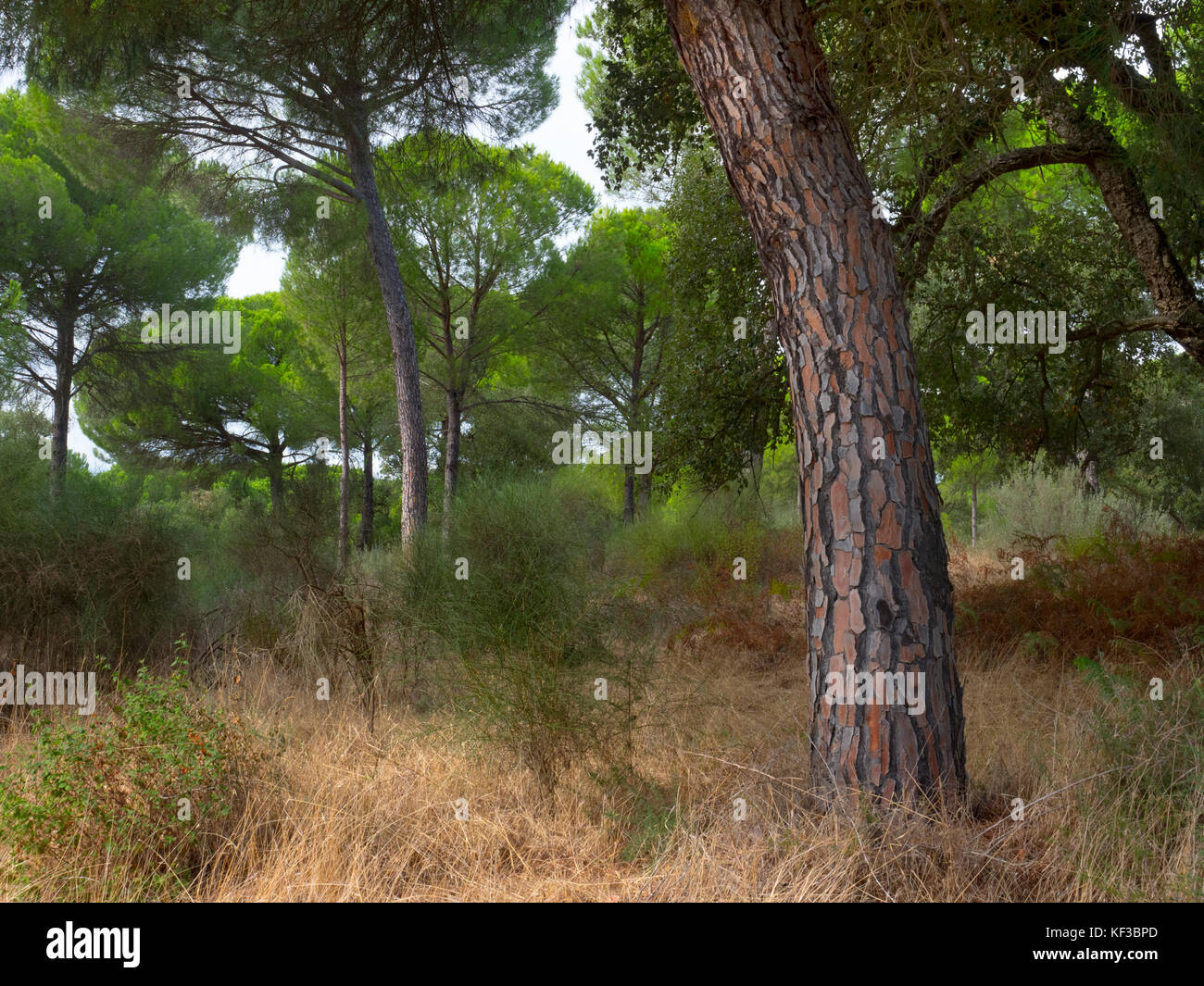Pins dans le parc national de Doñana Espagne Banque D'Images