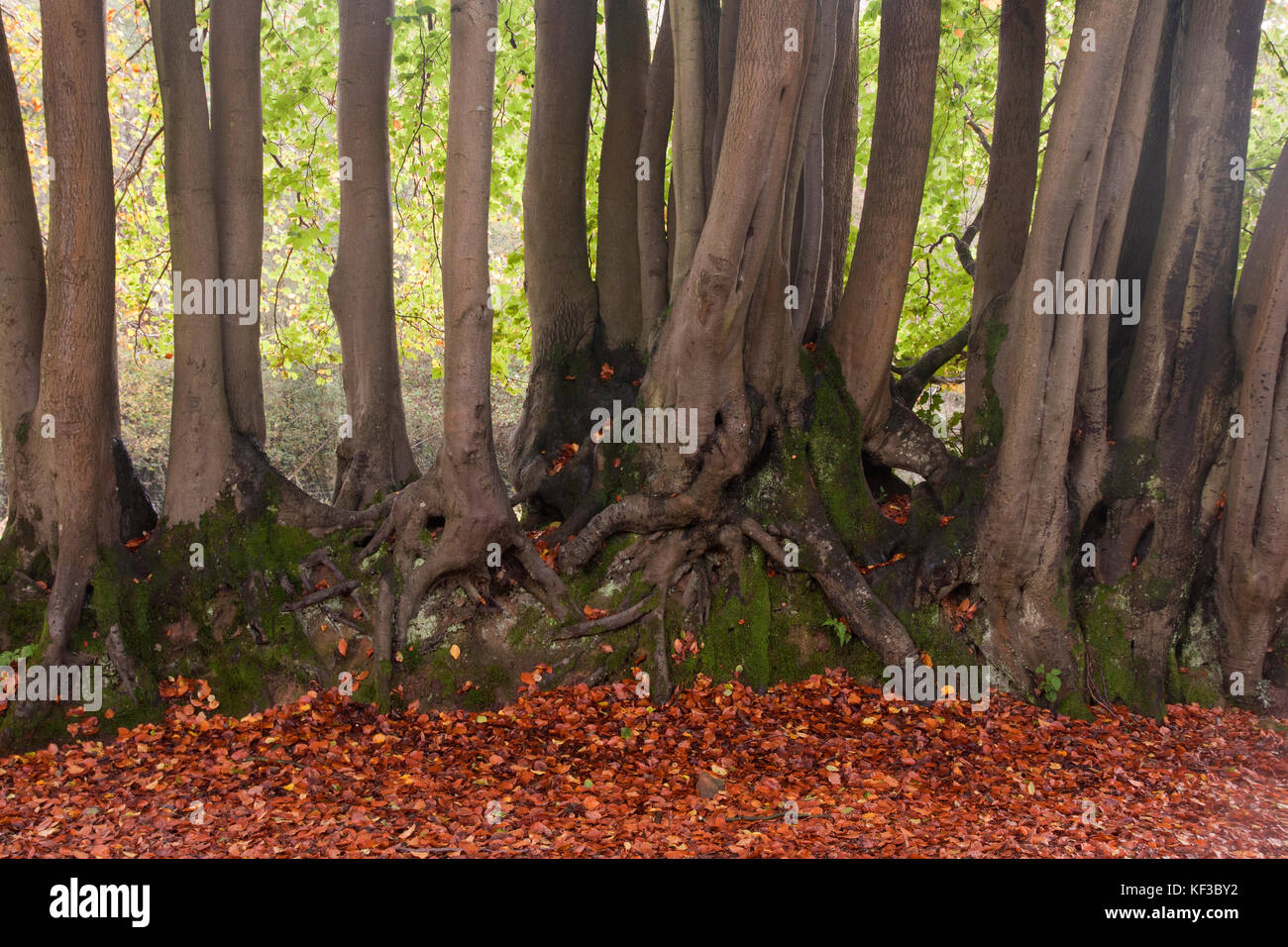 Rangée de hêtre (fagus sylvatica) portant leurs racines, dans les bois anciens de Devils Punchbowl, la plus grande vallée à germe de la Grande-Bretagne datant Banque D'Images