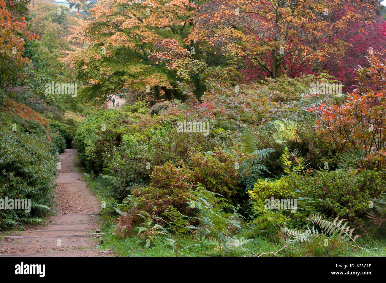 L'arboretum Winkworth, à l'automne, Surrey, Angleterre Banque D'Images