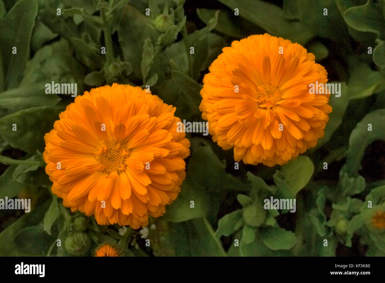 Double-flowered marigold ou calendula, une plante comestible aussi utilisé  dans l'industrie Photo Stock - Alamy