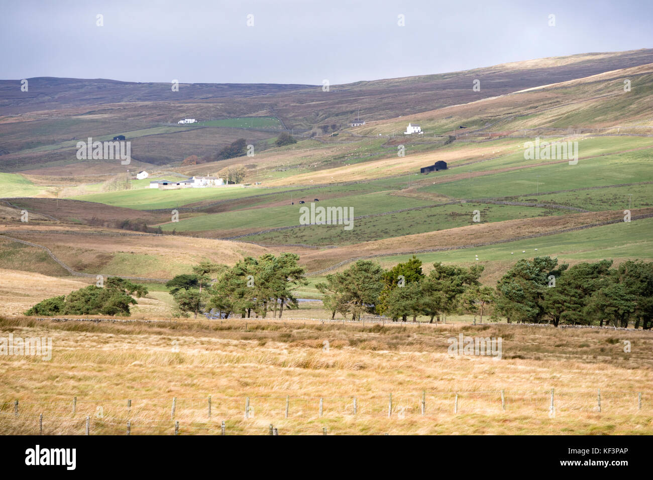 Les communautés agricoles à distance dans la région de Teesdale, County Durham, England, UK Banque D'Images