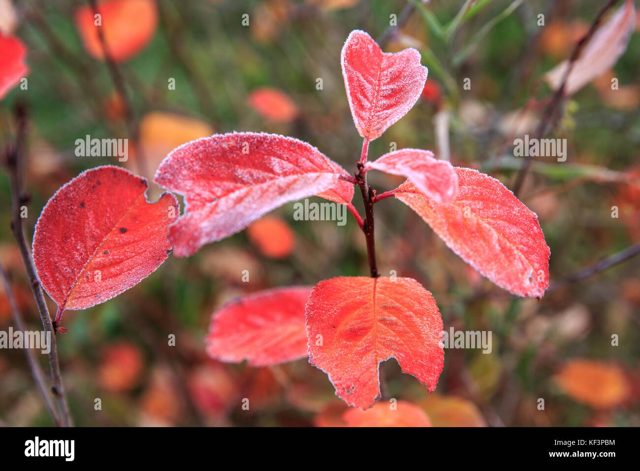 La direction générale de l'automne, l'enquête macro avec feuilles rouges couvertes de première gelée Banque D'Images