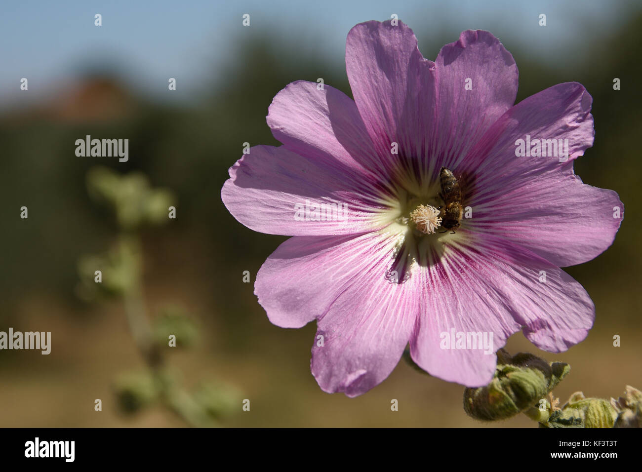 Gros plan d'une fleur avec une abeille mellifère sur les étamines, photo de Thassos Grèce. Banque D'Images