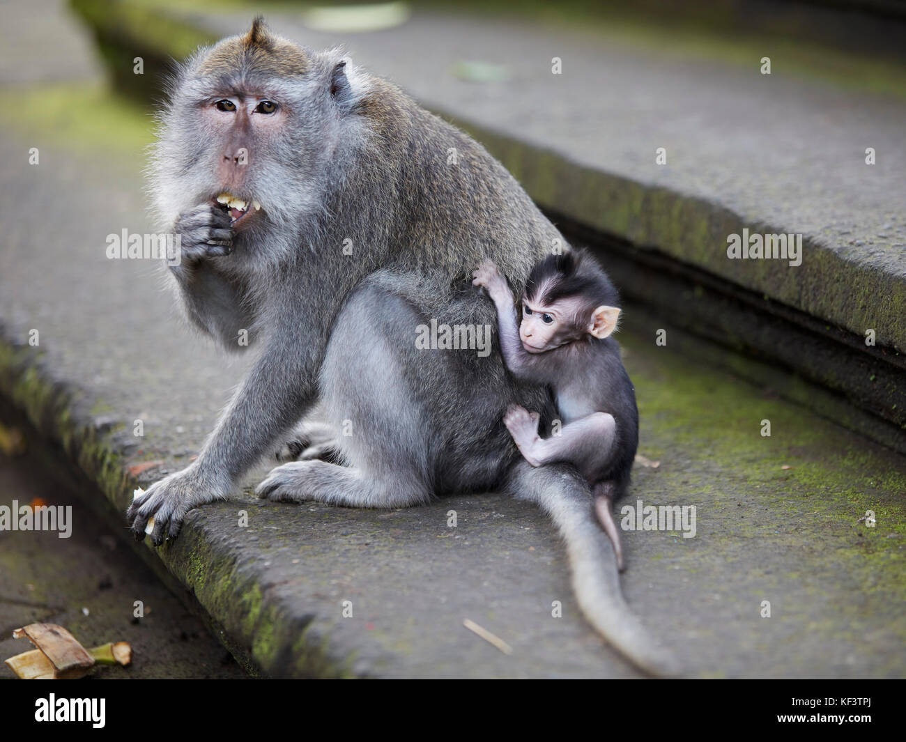 Macaque à queue longue (Macaca fascicularis) avec son bébé. Sanctuaire De La Forêt Des Singes Sacrés, Ubud, Bali, Indonésie. Banque D'Images