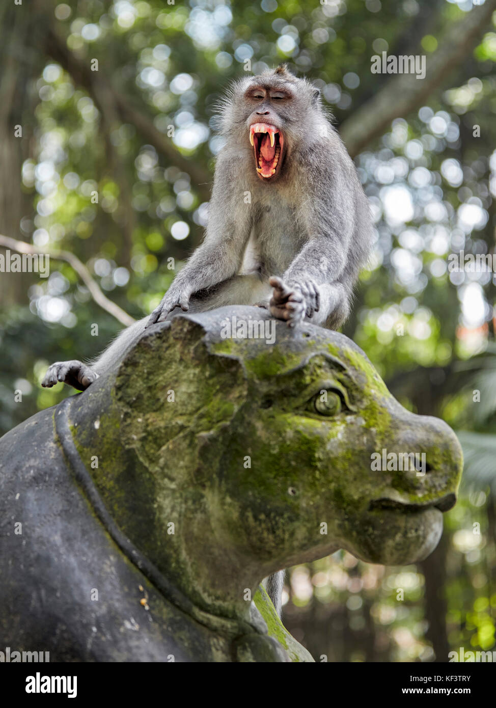 Macaque à queue longue (Macaca fascicularis) assis sur une statue. Sanctuaire De La Forêt Des Singes Sacrés, Ubud, Bali, Indonésie. Banque D'Images