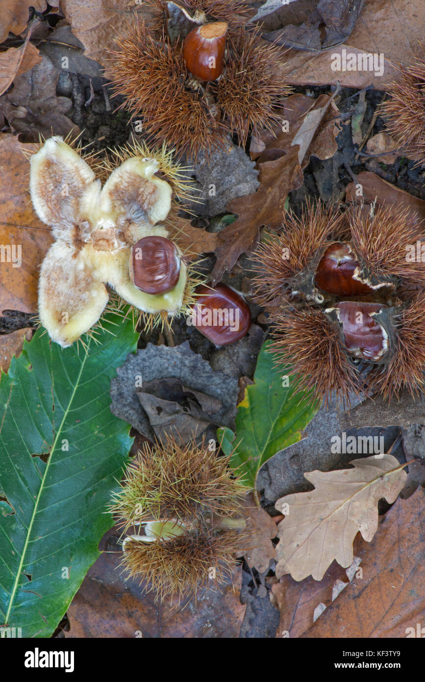 Sweet chestnut Castanea sative :. Des écrous à l'automne. Surrey, UK Banque D'Images