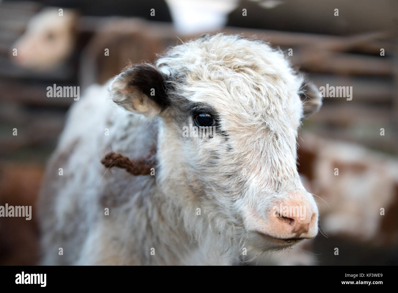 Close up portrait of a cute baby yak. Khuvsgol, la Mongolie. Banque D'Images
