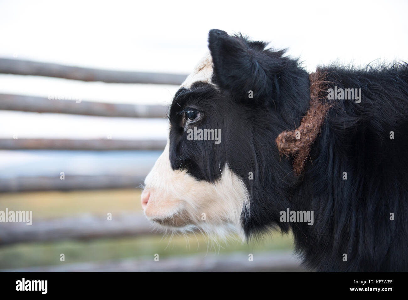 Close Up Portrait Of A Cute Baby Vache Khuvsgol La Mongolie Photo Stock Alamy