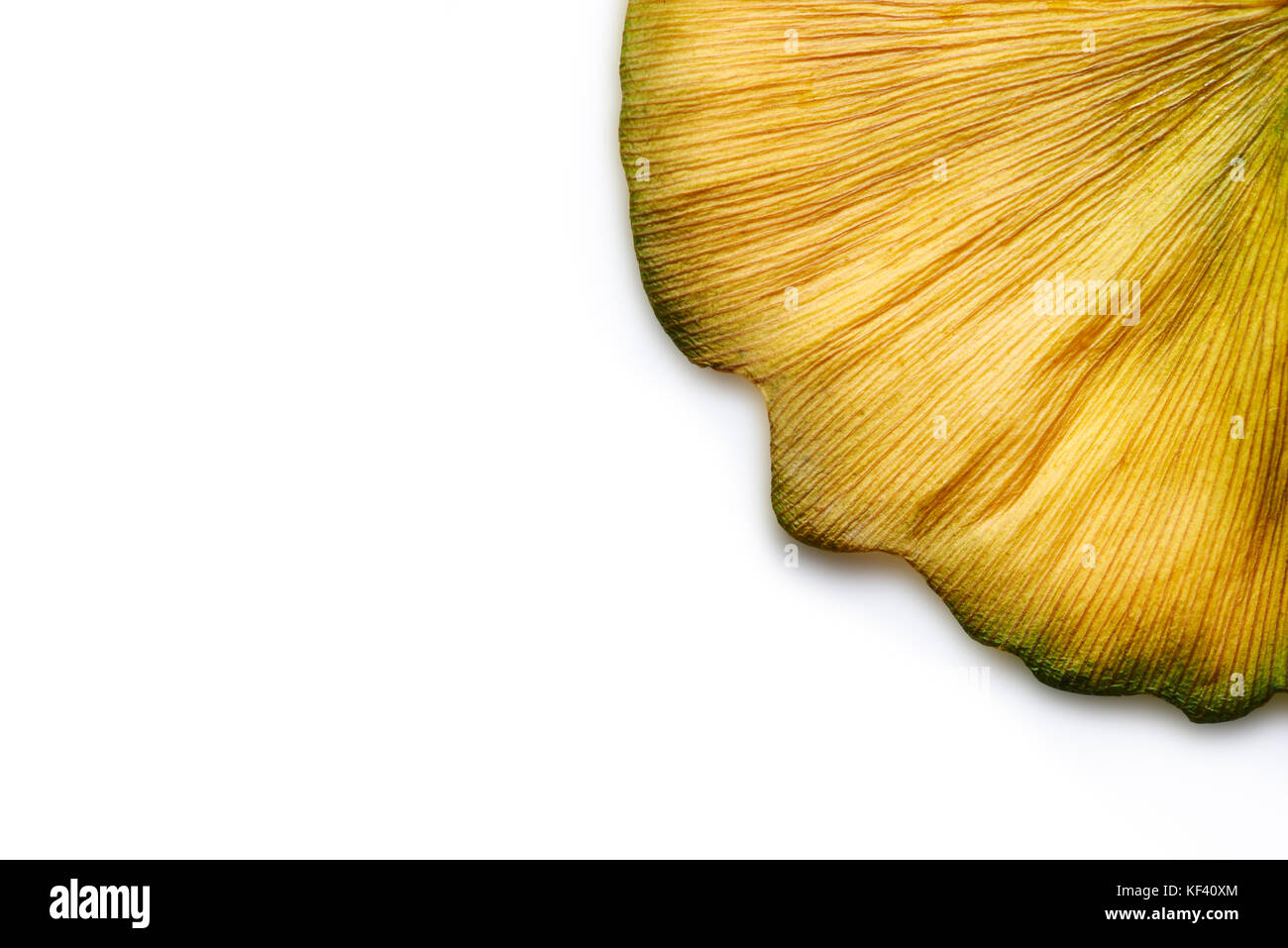 Les feuilles de ginkgo biloba Golden Autumn abstract closeup on white Banque D'Images