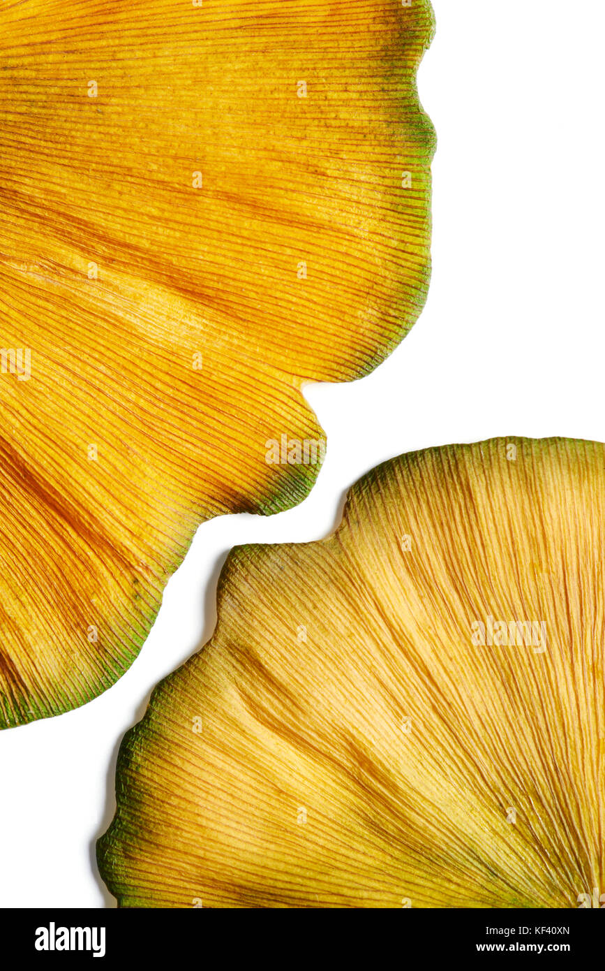 Les feuilles de ginkgo biloba Golden Autumn abstract closeup on white Banque D'Images
