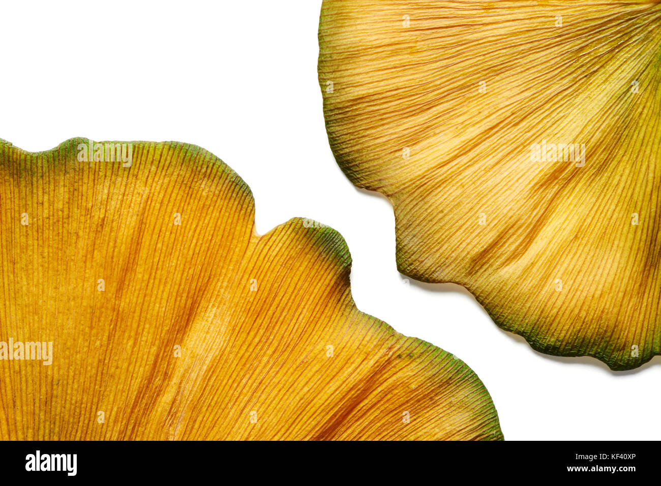 Les feuilles de ginkgo biloba Golden Autumn abstract closeup on white Banque D'Images