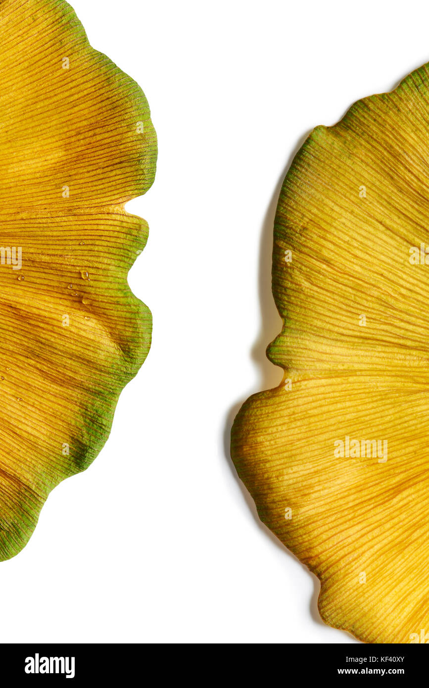 Gros plan extrême de l'or jaune brillant crée des feuilles de ginkgo biloba abstract background Banque D'Images