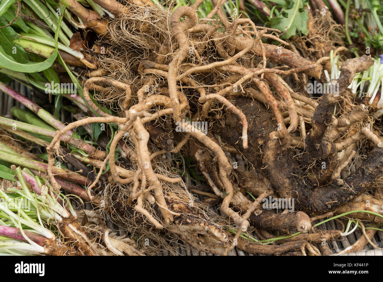 Wegwarte-Wurzel, Wegwarten-Wurzel, Wurzel, Wurzeln, Wurzelernte, Wurzeln von Wegwarte. Gemeine Wegwarte, Gewöhnliche Wegwarte, Zichorie, Cichorium int Banque D'Images