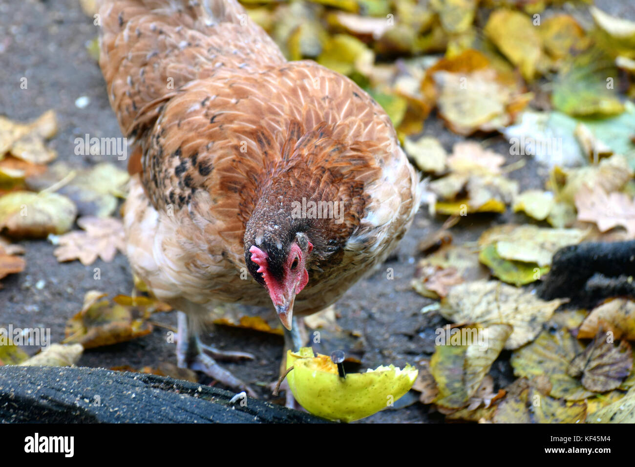 Poulet domestique (Gallus gallus domesticus) délicieux. Banque D'Images