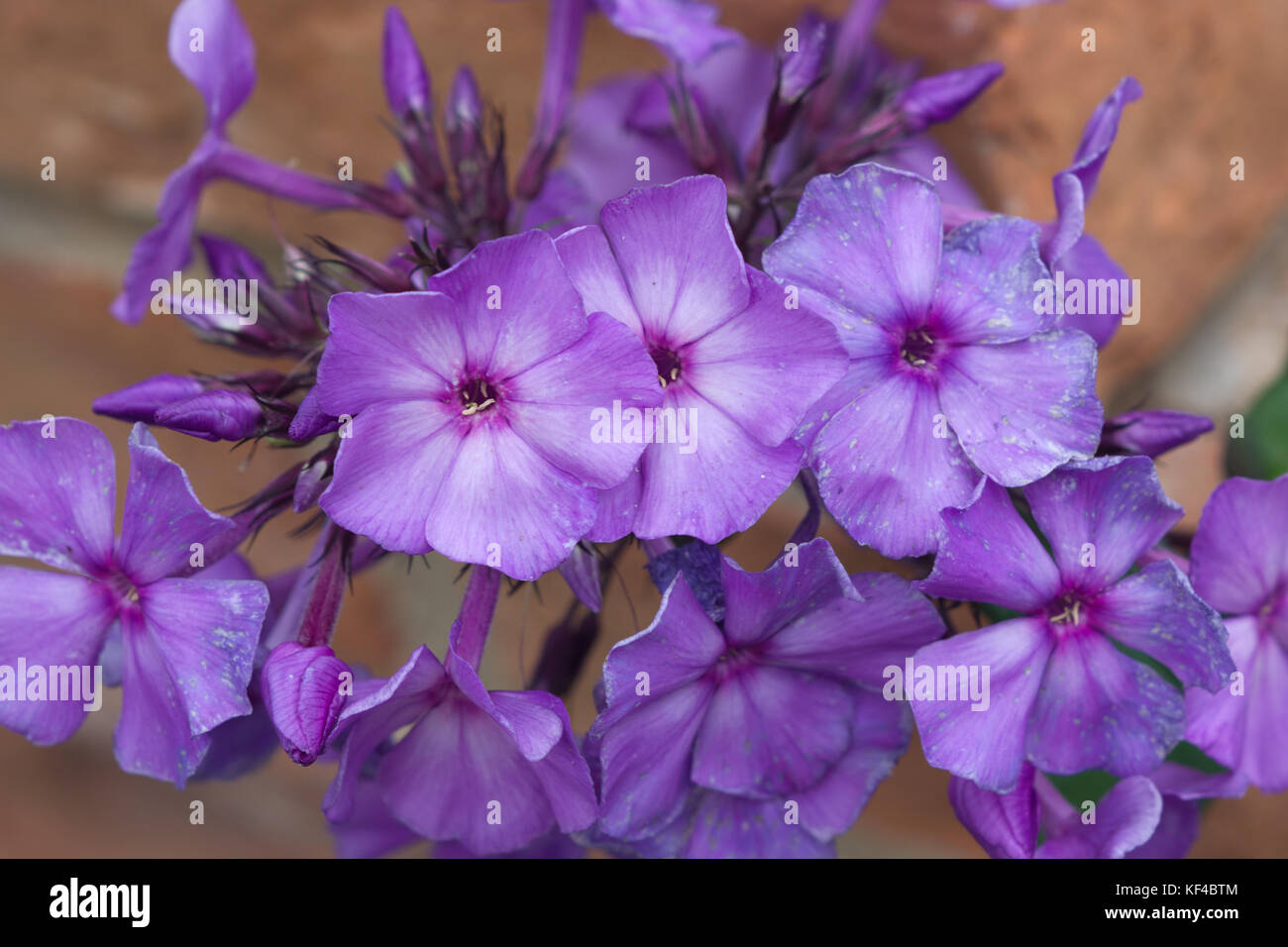 Phlox paniculata 'Blue Paradise' Banque D'Images