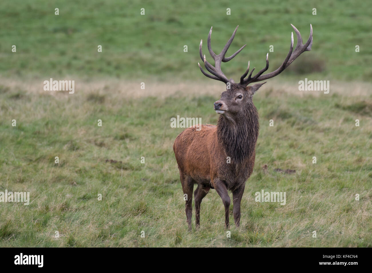 Un solitaire seul red deer stag debout fier dans la prairie et à la vers la gauche. full length portrait montrant le bois et un regard intense Banque D'Images