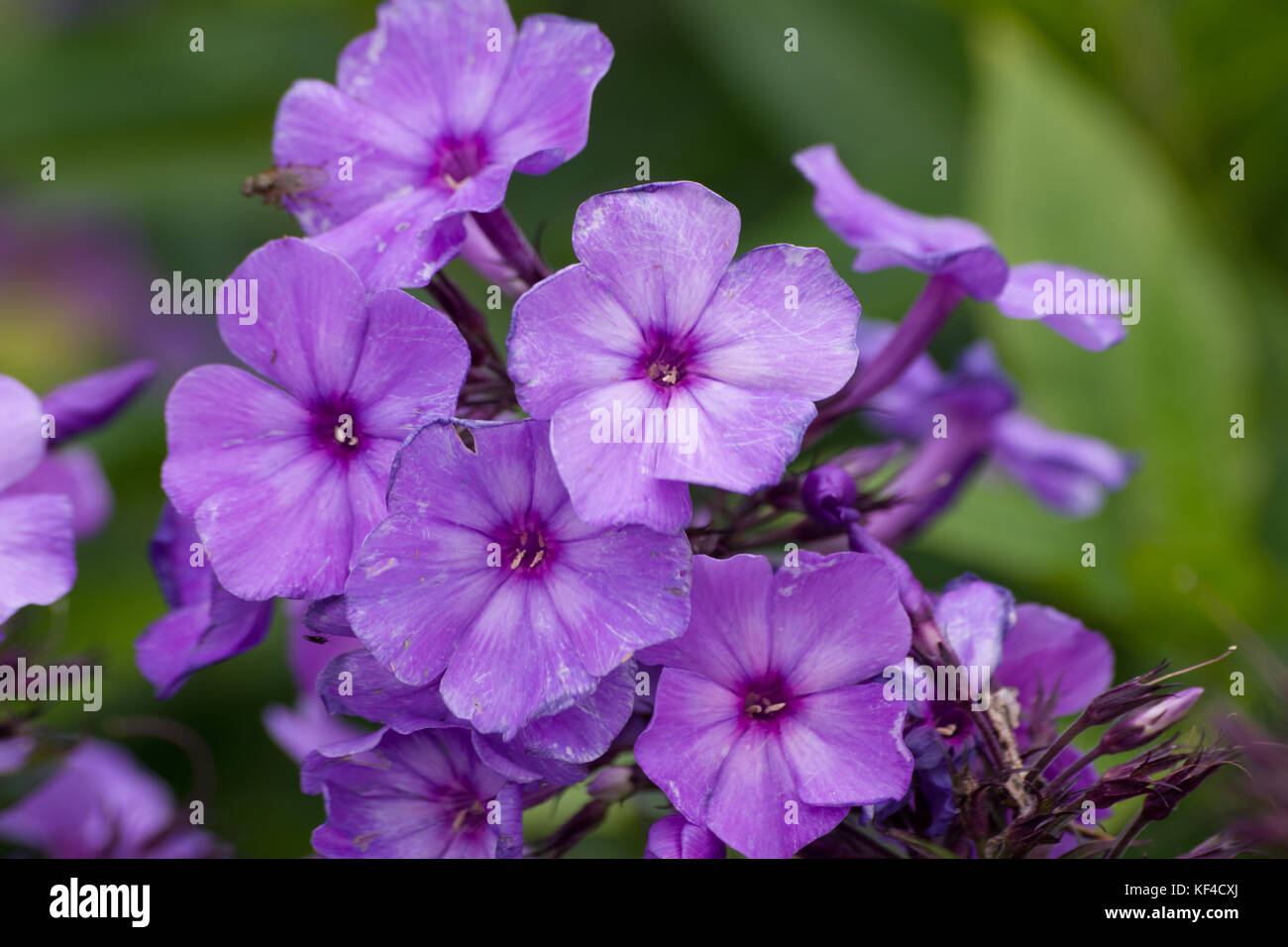 Phlox paniculata 'Blue Paradise' Banque D'Images