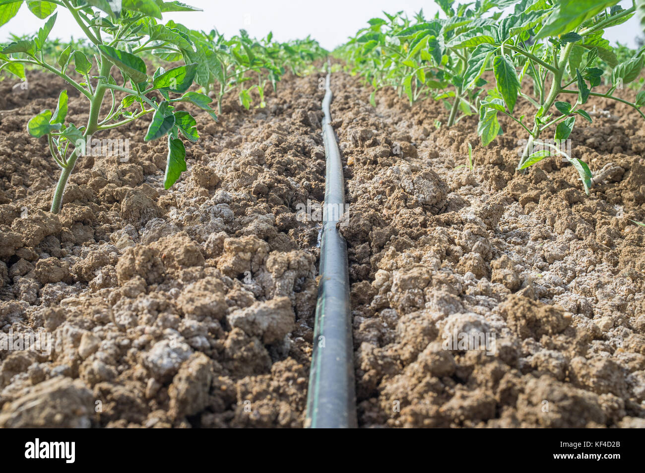 Jeune plant de tomate de plus en plus avec système d'irrigation goutte à goutte. Vue au niveau du sol Banque D'Images