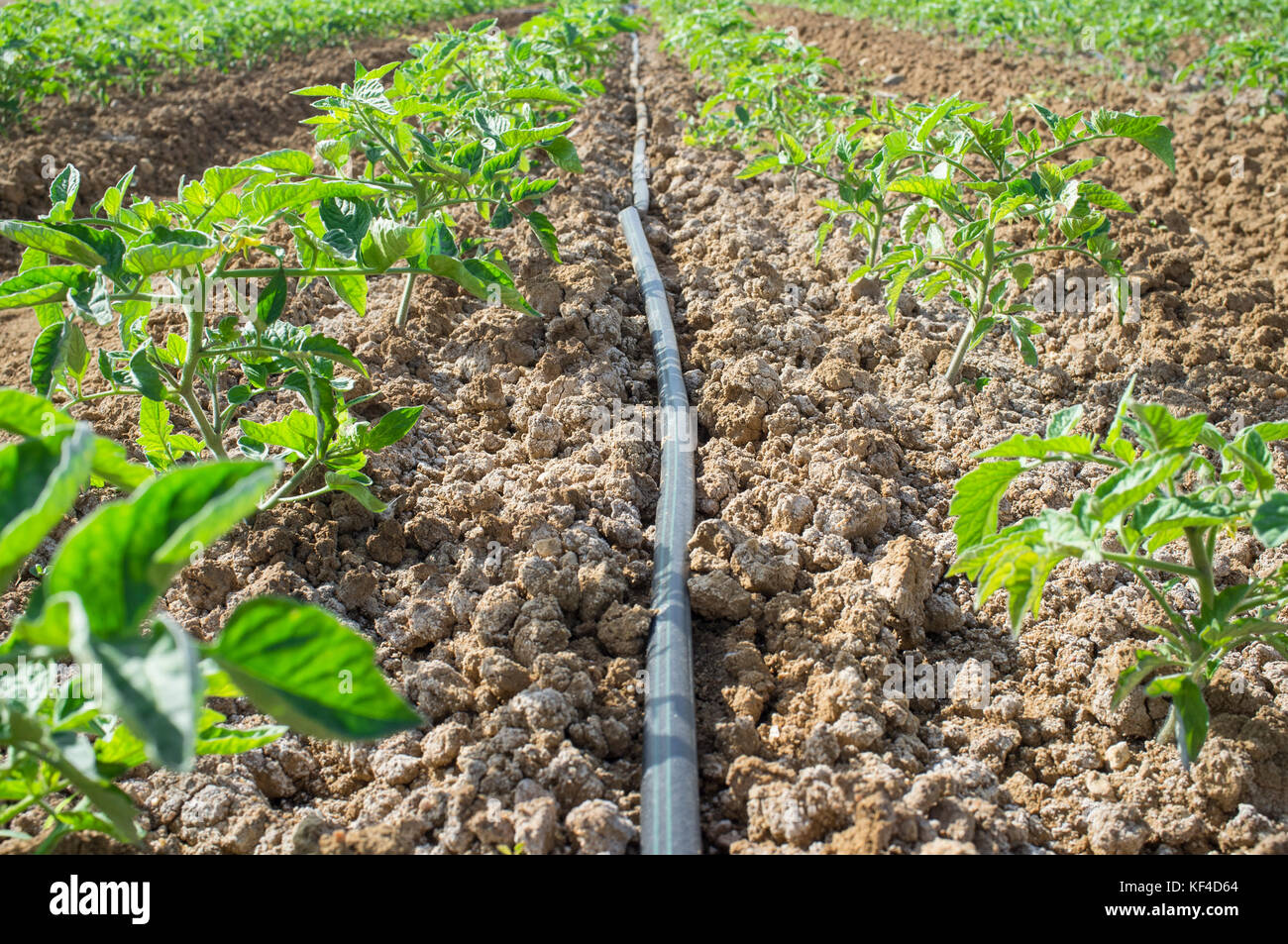 Jeune plant de tomate de plus en plus avec système d'irrigation goutte à goutte. Vue au niveau du sol Banque D'Images