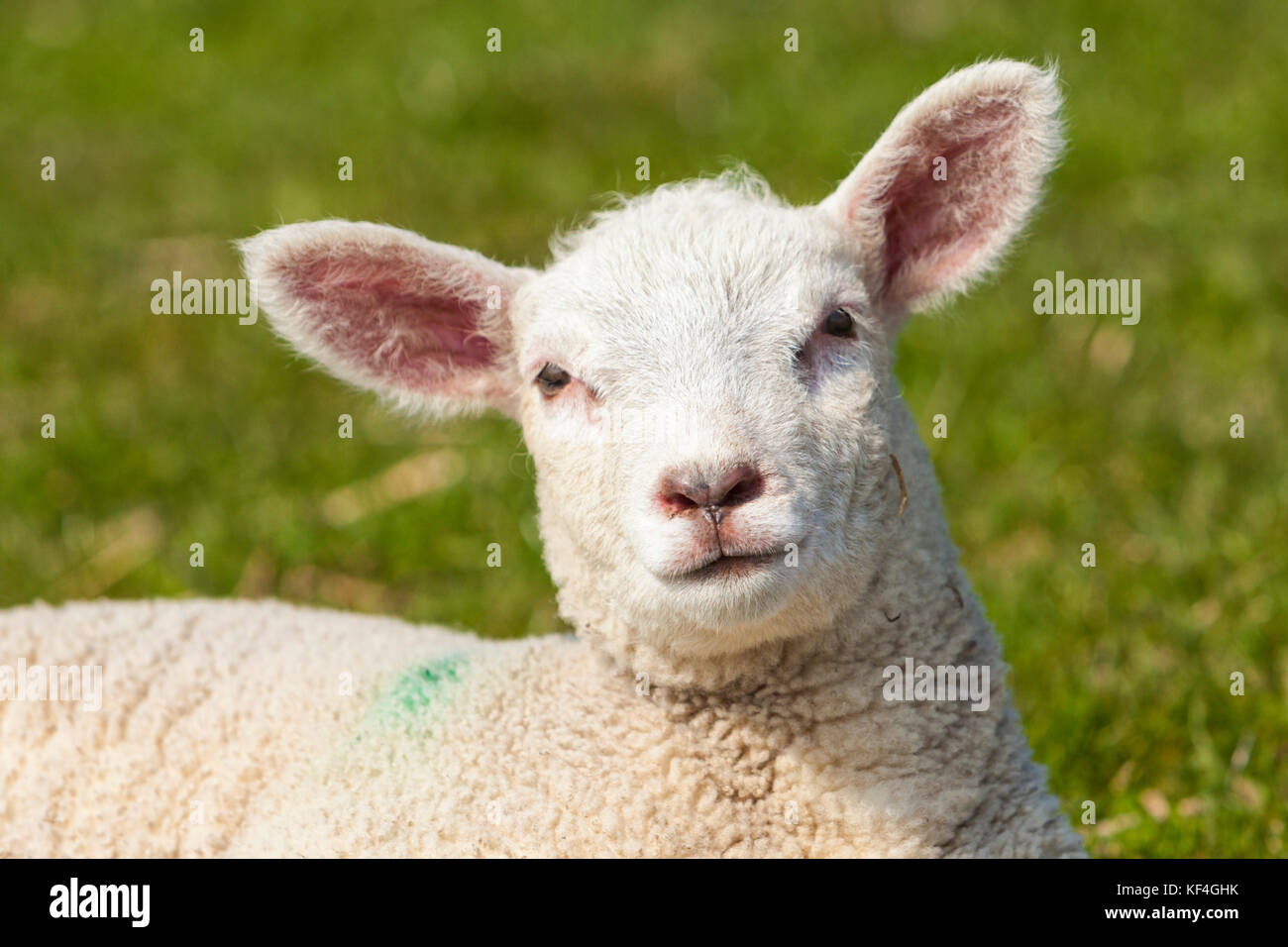 Portrait de pâques agneau couché sur une digue dans le nord de l'Allemagne Banque D'Images