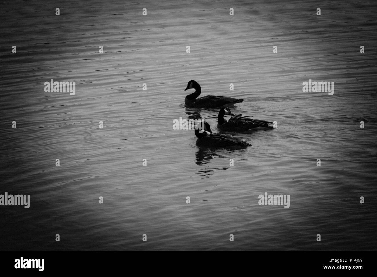 Les oiseaux dans l'ombre Banque D'Images