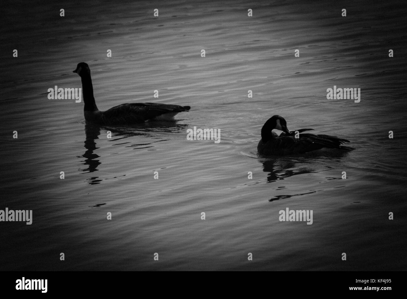Les oiseaux dans l'ombre Banque D'Images