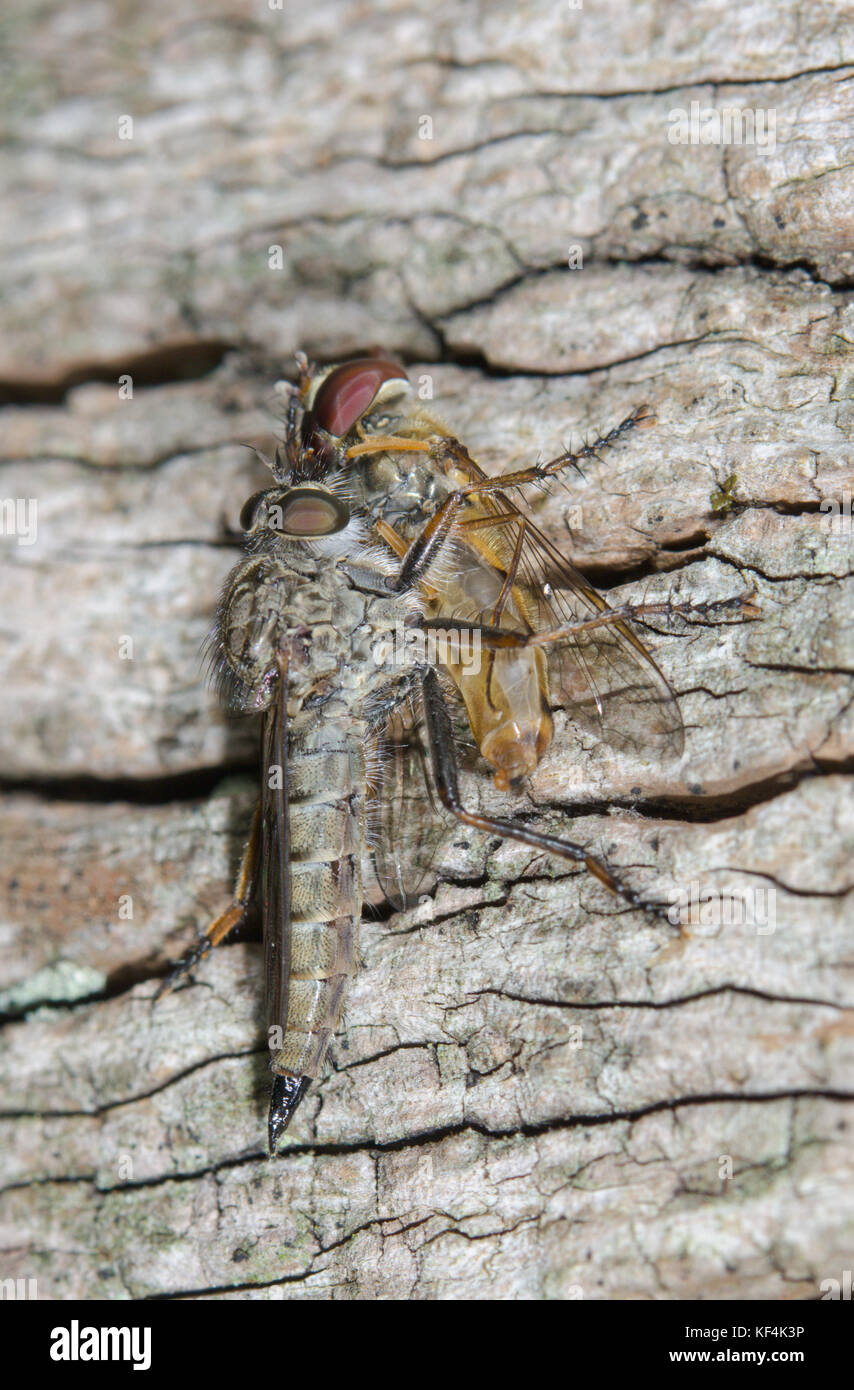 Brown Heath Robberfly (Machimus cingulatus) avec capturé Hoverfly Banque D'Images