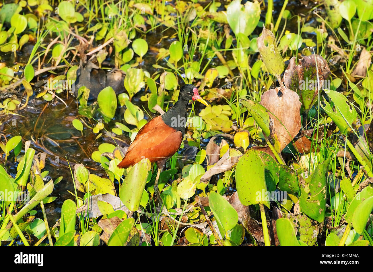 Jacana Caronculée Oiseau Petit Oiseau Aux Ailes Du Corps