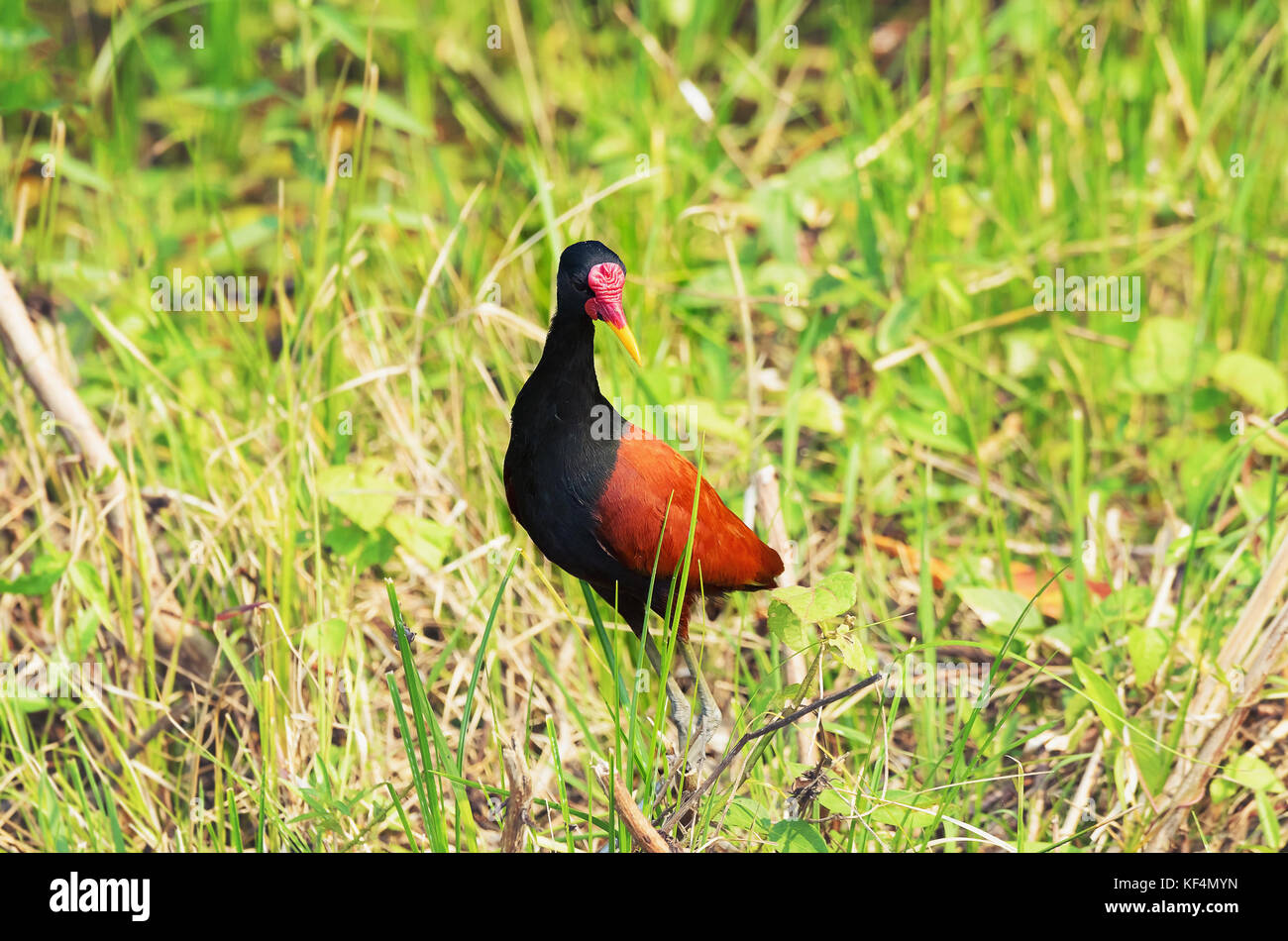 Jacana Caronculée Oiseau Petit Oiseau Aux Ailes Du Corps