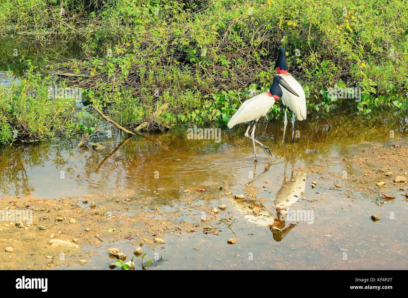 Deux Oiseaux Tuiuiu Sur Les Milieux Humides Du Pantanal