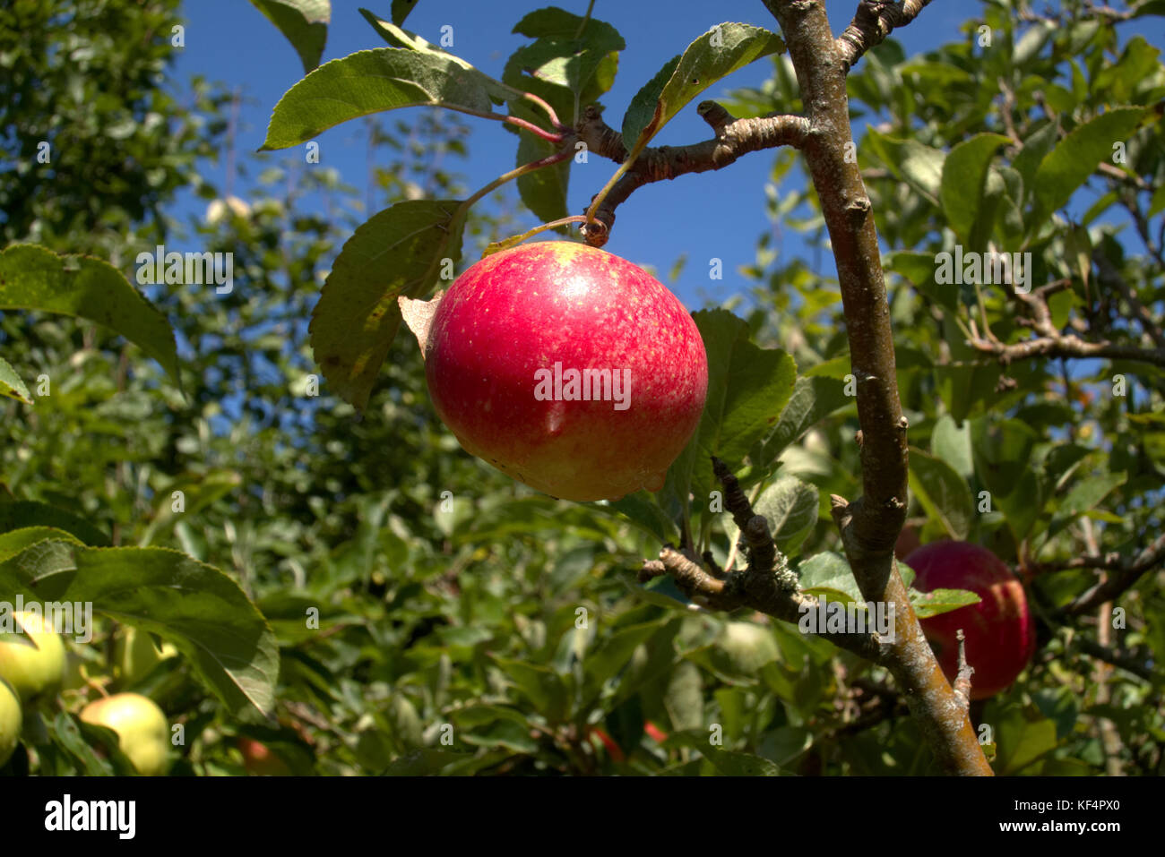 Seule la culture des pommes rouges sur un arbre dans un jardin FRANCE Banque D'Images