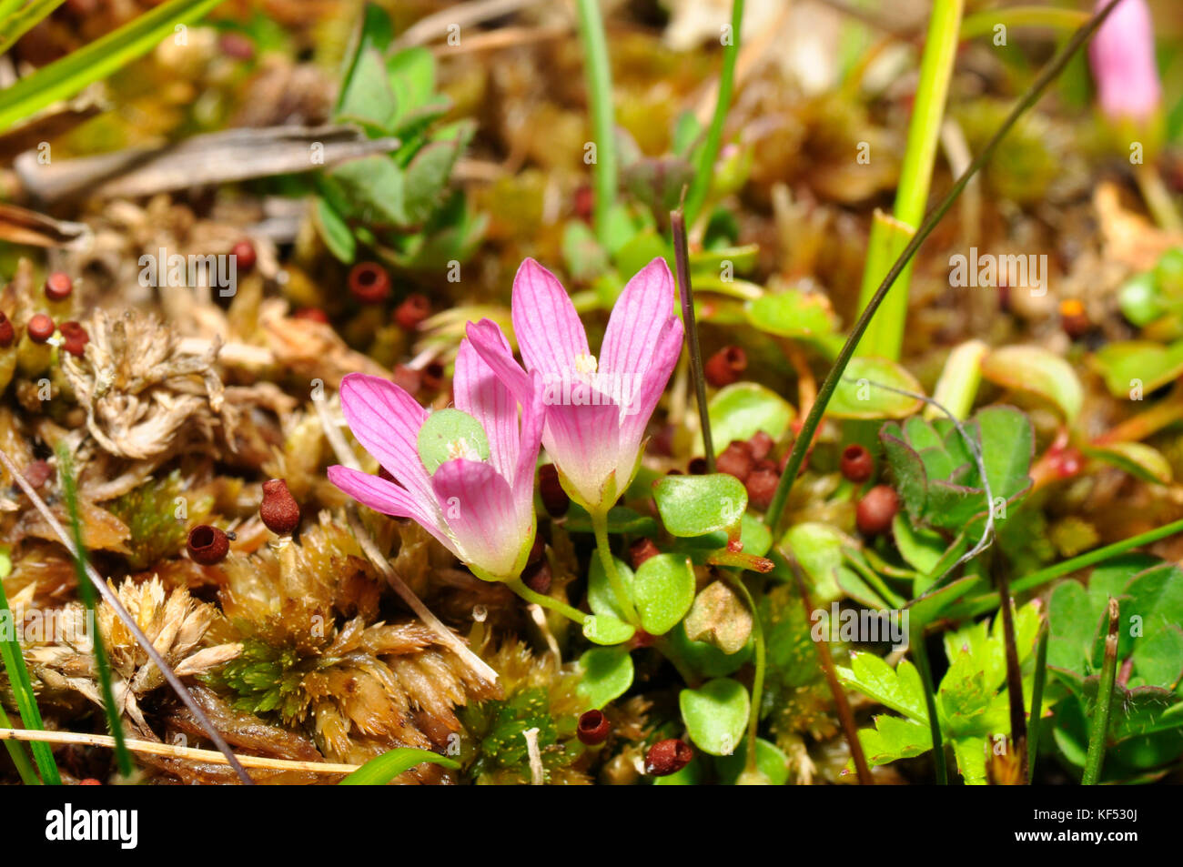 Bog pimperne anagallis tenella' 'en entonnoir fleurs rose pâle,close up,trouvés dans les tourbières et les zones herbeuses humides, sol acide, les fleurs s'ouvrent dans le soleil, Banque D'Images Bog pimperne anagallis tenella' 'en entonnoir fleurs rose pâle,close up,trouvés dans les tourbières et les zones herbeuses humides, sol acide, les fleurs s'ouvrent dans le soleil, Banque D'Images