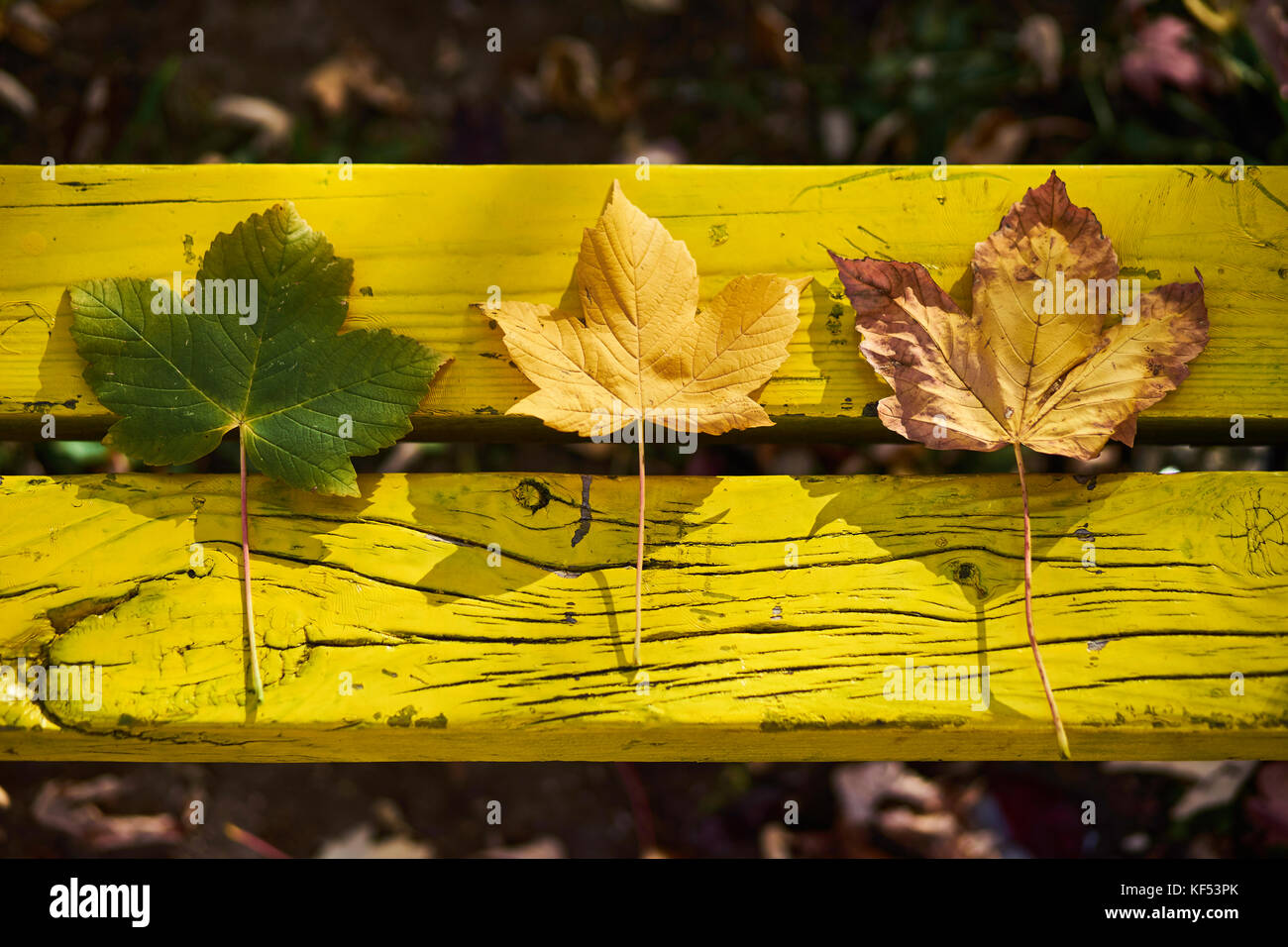 Trois motifs d'automne laisse sur le banc jaune décrivant le cercle de vie Banque D'Images