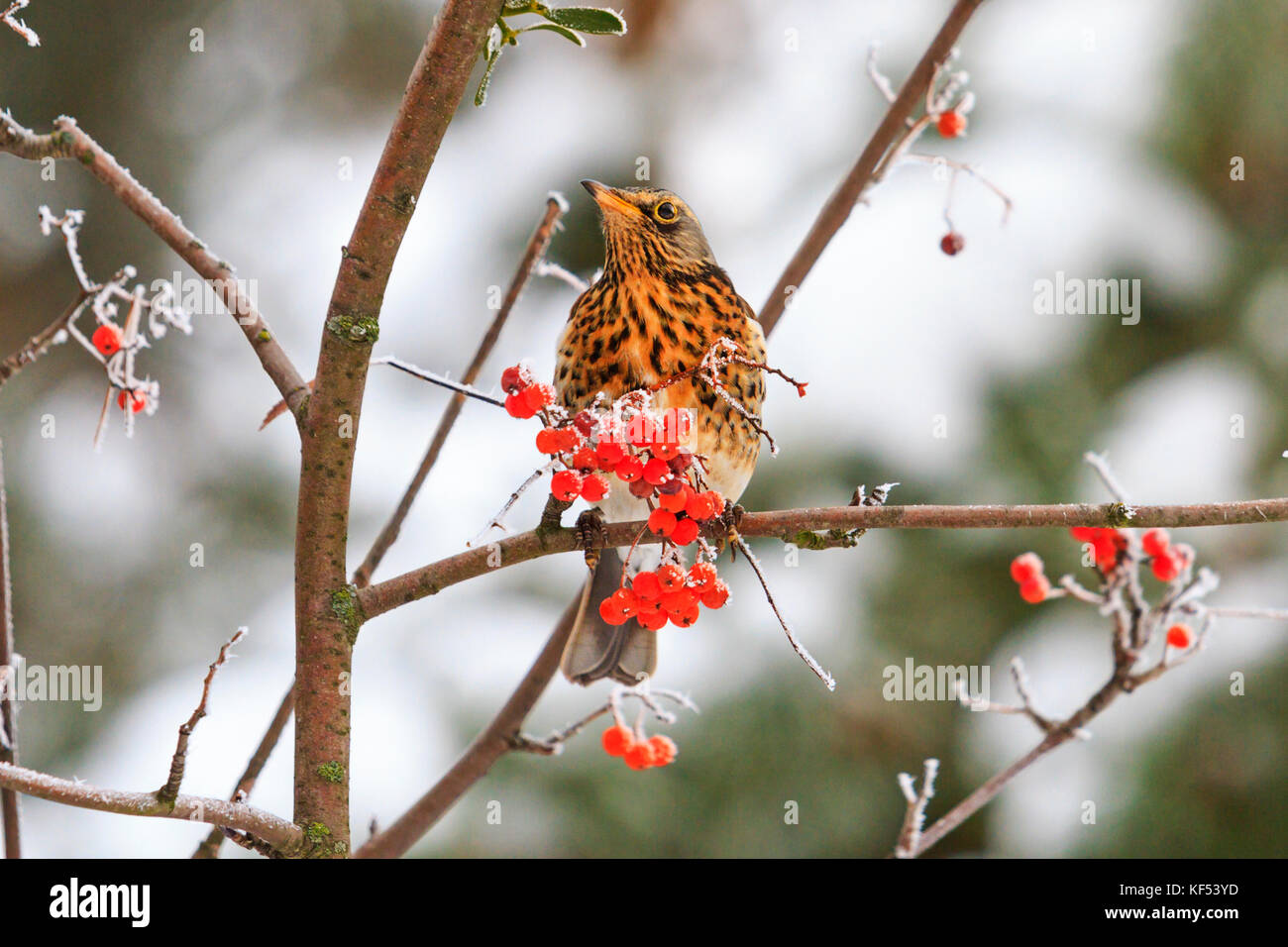 Matin d'hiver dans la forêt - oiseaux de manger les fruits rouges Banque D'Images