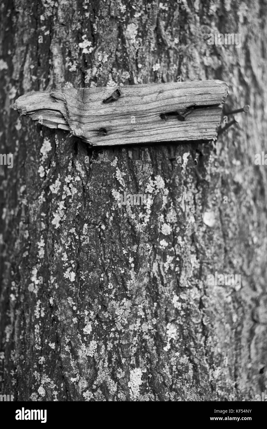 Motifs de l'automne et l'hiver une partie de vieux bois dérivé avec clou en arbre, noir et blanc vue de face Banque D'Images