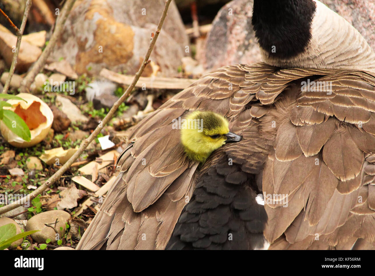 Un Oisillon Qui Vient De Naitre Avec Un Pic Sa Tete Hors De Son Aile Des Meres Photo Stock Alamy