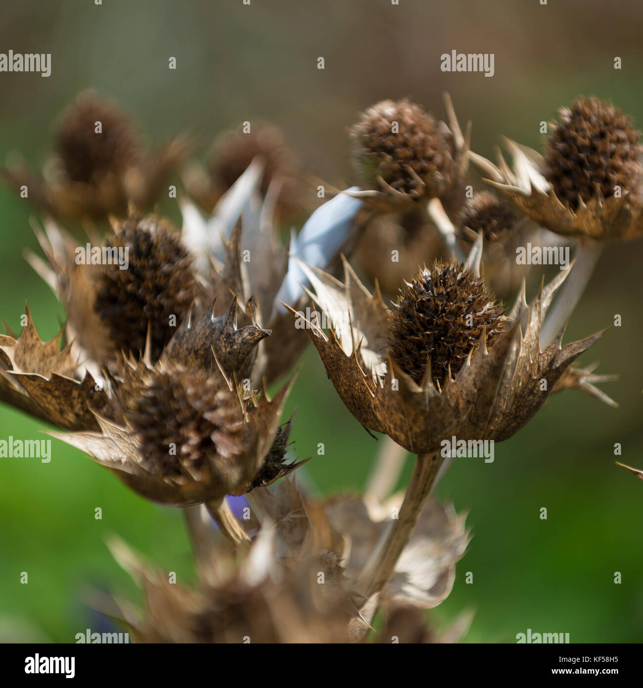 Eryngium giganteum avec le nom commun Miss Willmott's Ghost à Kew Royal Botanic Gardens à Londres, Royaume-Uni Banque D'Images