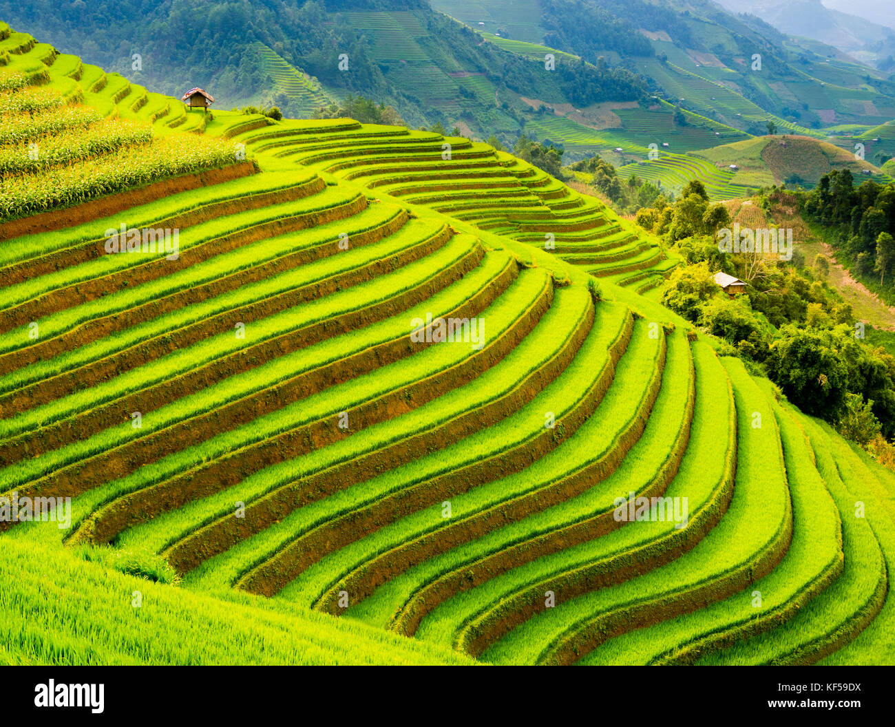 Champ de riz en terrasses dans les montagnes de mu cang chai, Yen Bai, province du nord du Vietnam Banque D'Images