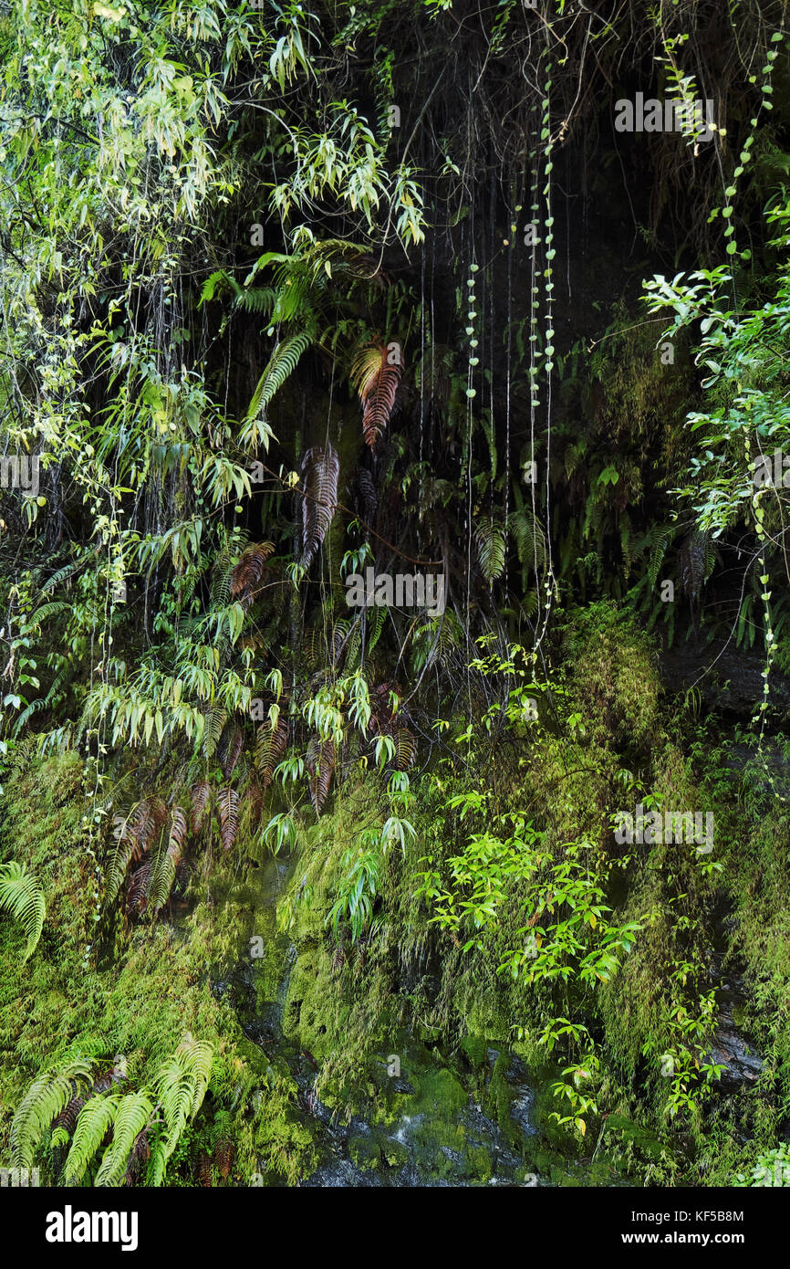 La végétation verte tropicale humide dans une forêt de montagne au Népal Banque D'Images La végétation verte tropicale humide dans une forêt de montagne au Népal Banque D'Images